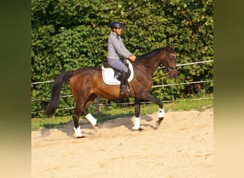 Irish Sport Horse, Stute, 13 Jahre, 161 cm, Dunkelbrauner