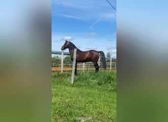 Irish Sport Horse, Stute, 13 Jahre, 163 cm, Schimmel