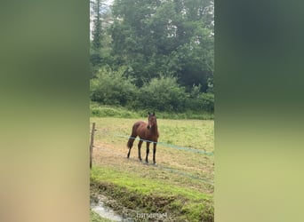 Irish Sport Horse, Stute, 13 Jahre, 163 cm, Schimmel
