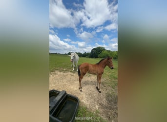 Irish Sport Horse, Stute, 13 Jahre, 163 cm, Schimmel