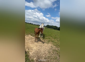 Irish Sport Horse, Stute, 13 Jahre, 163 cm, Schimmel