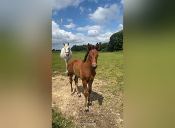 Irish Sport Horse, Stute, 13 Jahre, 163 cm, Schimmel