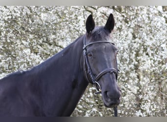 Irish Sport Horse, Stute, 13 Jahre, 164 cm, Brauner