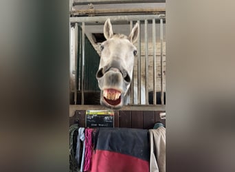 Irish Sport Horse, Stute, 13 Jahre, 164 cm, Fliegenschimmel