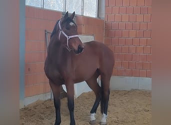 Irish Sport Horse, Stute, 13 Jahre, 165 cm, Brauner