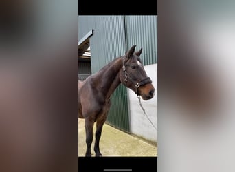 Irish Sport Horse, Stute, 13 Jahre, 165 cm, Brauner