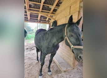 Irish Sport Horse Mix, Stute, 13 Jahre, 168 cm, Rappe
