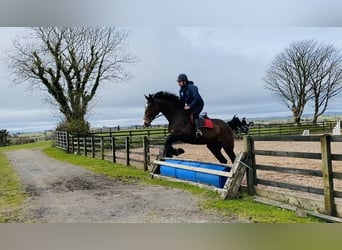 Irish Sport Horse, Stute, 13 Jahre, 175 cm, Rotbrauner