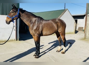 Irish Sport Horse, Stute, 13 Jahre, 175 cm, Rotbrauner
