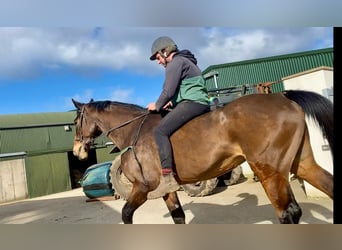 Irish Sport Horse, Stute, 13 Jahre, 175 cm, Rotbrauner