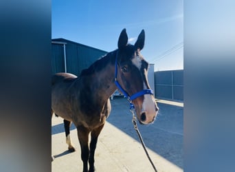Irish Sport Horse, Stute, 13 Jahre, 175 cm, Rotbrauner