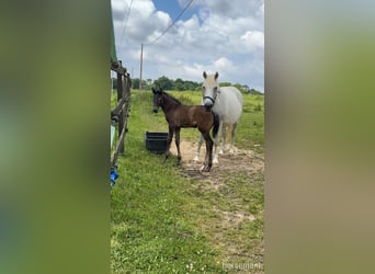 Irish Sport Horse, Stute, 13 Jahre, Schimmel