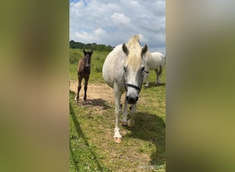 Irish Sport Horse, Stute, 13 Jahre, Schimmel