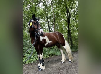 Irish Sport Horse, Stute, 14 Jahre, 145 cm