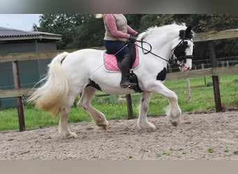 Irish Sport Horse, Stute, 14 Jahre, 151 cm, Schecke