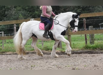 Irish Sport Horse, Stute, 14 Jahre, 151 cm, Schecke