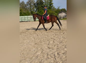 Irish Sport Horse, Stute, 14 Jahre, 164 cm, Brauner