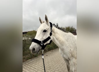 Irish Sport Horse, Stute, 14 Jahre, 164 cm, Fliegenschimmel