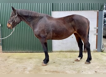 Irish Sport Horse, Stute, 14 Jahre, 165 cm, Brauner