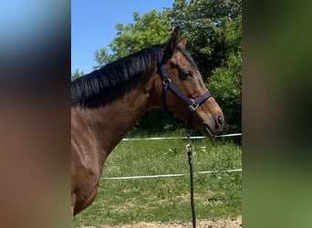 Irish Sport Horse, Stute, 14 Jahre, 165 cm, Brauner