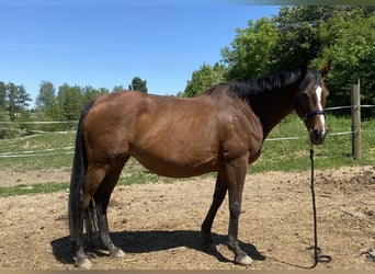 Irish Sport Horse, Stute, 14 Jahre, 165 cm, Brauner