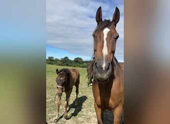 Irish Sport Horse, Stute, 14 Jahre, 165 cm, Brauner