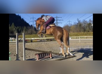 Irish Sport Horse, Stute, 14 Jahre, 167 cm, Dunkelfuchs