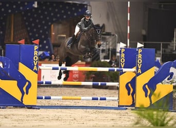 Irish Sport Horse, Stute, 14 Jahre, Rotbrauner