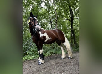 Irish Sport Horse, Stute, 15 Jahre, 147 cm, Schecke