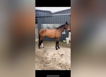 Irish Sport Horse, Stute, 15 Jahre, 152 cm, Rotbrauner