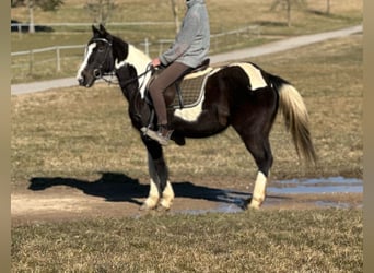 Irish Sport Horse Mix, Stute, 15 Jahre, 152 cm, Schecke