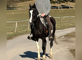 Irish Sport Horse Mix, Stute, 15 Jahre, 152 cm, Schecke