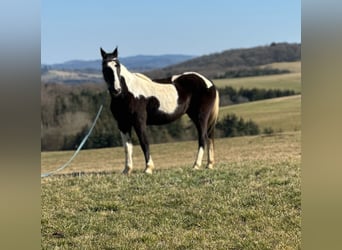 Irish Sport Horse Mix, Stute, 15 Jahre, 152 cm, Schecke