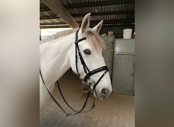 Irish Sport Horse, Stute, 15 Jahre, 157 cm, Schimmel
