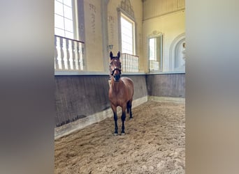 Irish Sport Horse, Stute, 15 Jahre, 162 cm, Brauner