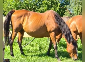 Irish Sport Horse, Stute, 15 Jahre, 162 cm, Brauner