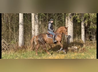 Irish Sport Horse, Stute, 15 Jahre, 167 cm, Dunkelfuchs