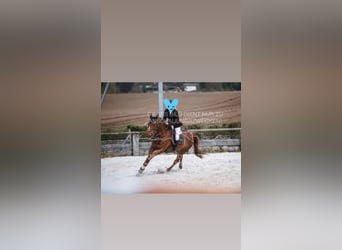 Irish Sport Horse, Stute, 15 Jahre, 167 cm, Fuchs