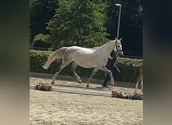 Irish Sport Horse, Stute, 15 Jahre, 167 cm, Schimmel