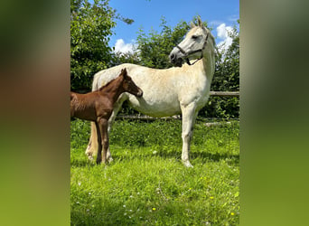 Irish Sport Horse, Stute, 15 Jahre, 167 cm, Schimmel