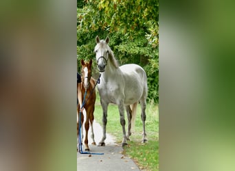 Irish Sport Horse, Stute, 15 Jahre, 167 cm, Schimmel