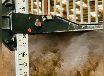 Irish Sport Horse, Stute, 15 Jahre, 168 cm, Brauner