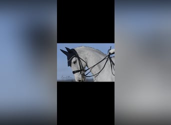 Irish Sport Horse, Stute, 15 Jahre, 168 cm, Schimmel