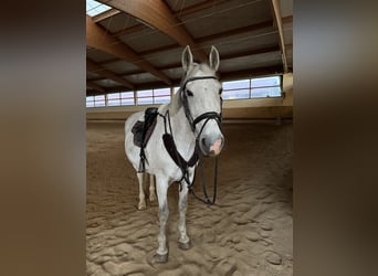 Irish Sport Horse, Stute, 16 Jahre, 158 cm, Schimmel