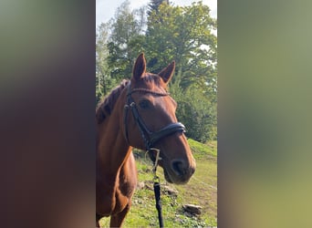 Irish Sport Horse, Stute, 16 Jahre, 162 cm, Brauner
