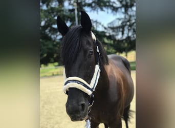 Irish Sport Horse, Stute, 16 Jahre, 162 cm, Rappe