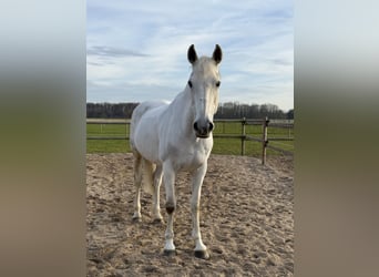 Irish Sport Horse, Stute, 16 Jahre, 165 cm, Schimmel