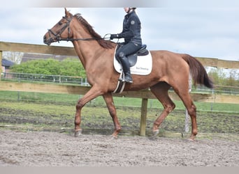 Irish Sport Horse, Stute, 16 Jahre, 168 cm, Fuchs