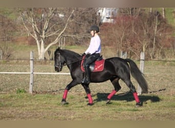 Irish Sport Horse, Stute, 17 Jahre, 145 cm, Rappe