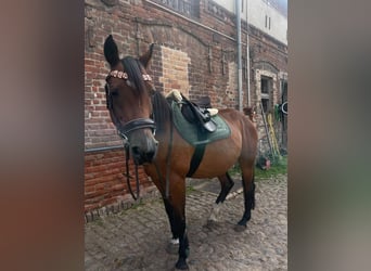 Irish Sport Horse, Stute, 17 Jahre, 154 cm, Brauner